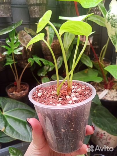 Антуриум гибрид