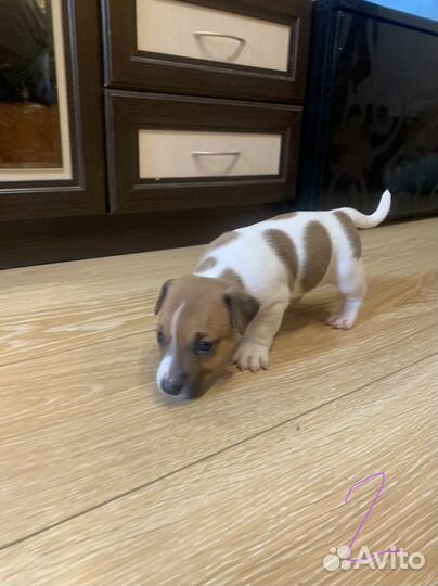 Собаки щенки джек рассел