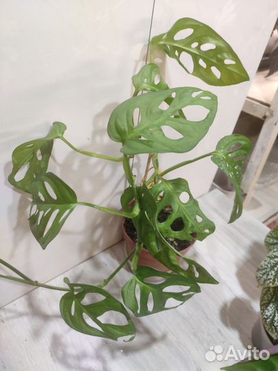 Маранты и др.ком растения