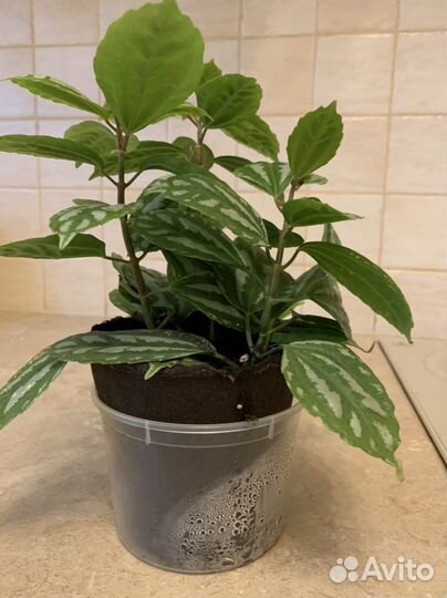 Пилея кадье