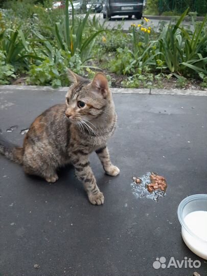 Молодая кошечка в добрые руки