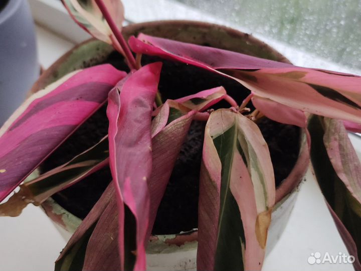 Строманта триколор