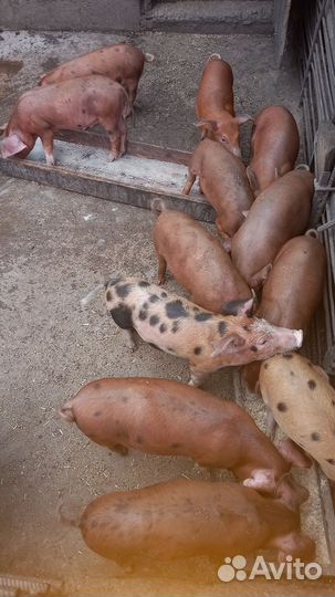 Поросята