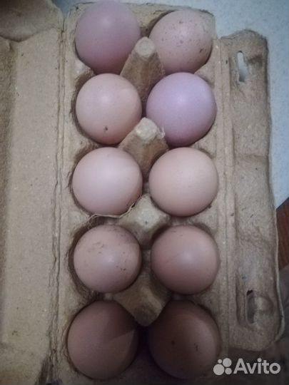 Инкубационное яйцо, суточные цыплята