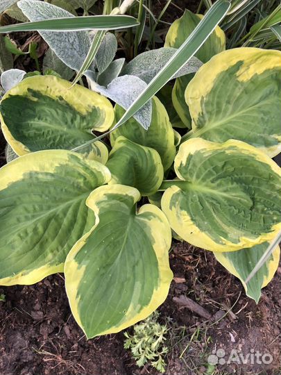 Хоста растение