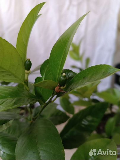 Саженцы лимона