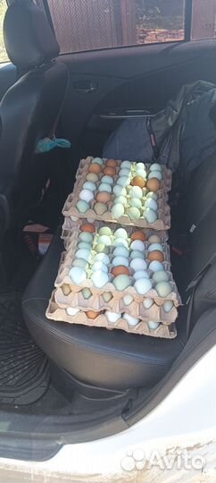 Куры петухи