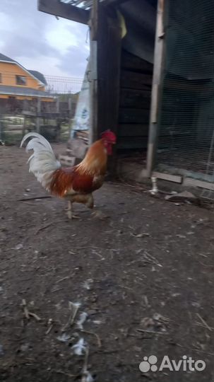 Петух бойцовый
