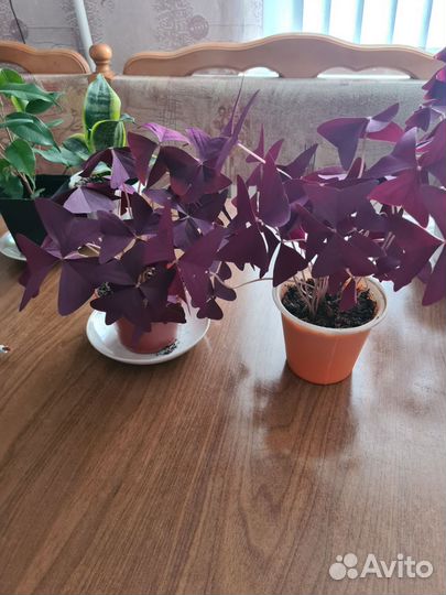 Кислица треугольная