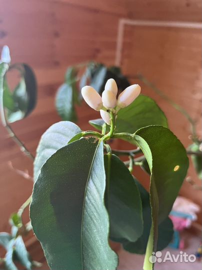 Лимонное дерево