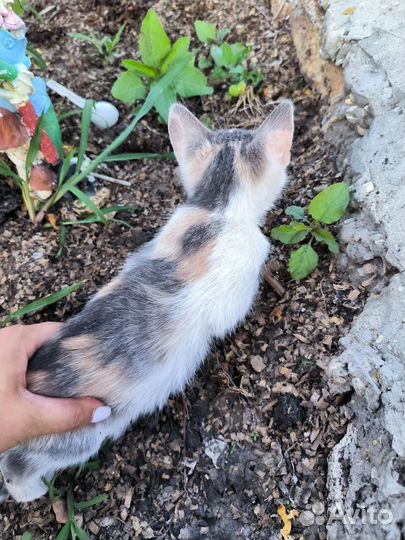 Кошечка 3 месяца