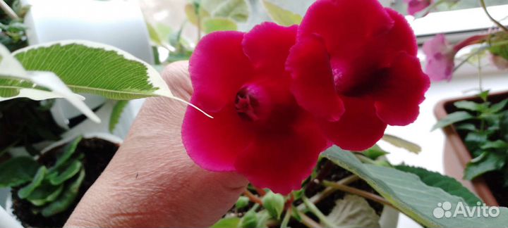Глоксиния