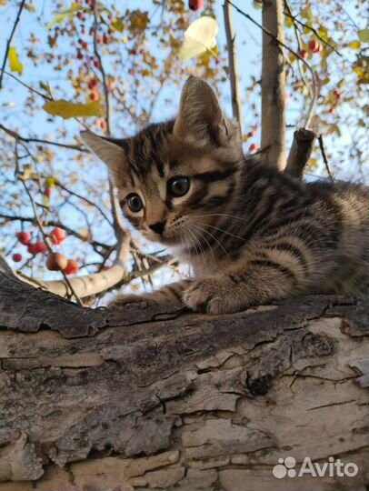 Бенгальские котята серебро