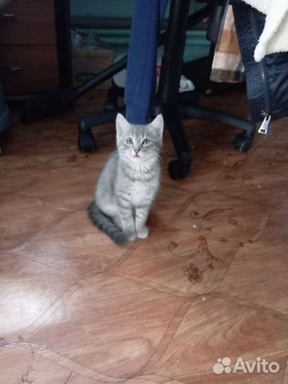 Котëнок в добрые руки бесплатно мальчик