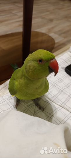 Ожереловый попугай