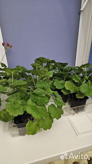 Пеларгония герань