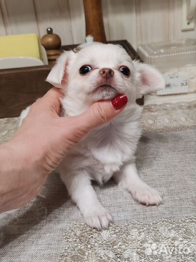 Жемчужинка