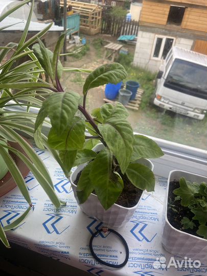 Джинура листья бога