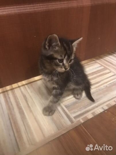Вислоухие котята в добрые руки
