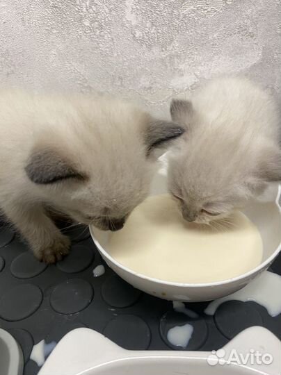 Отдам в добрые руки