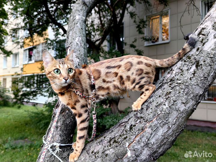 Бенгальская кошка ищет жениха