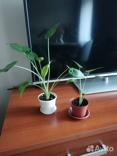 Алоказия клобучковая