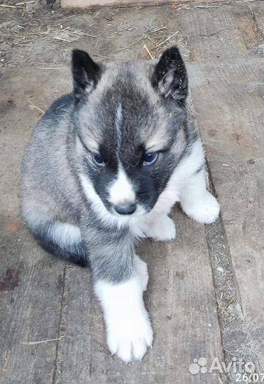 4 ласковых парня ищут себе дом