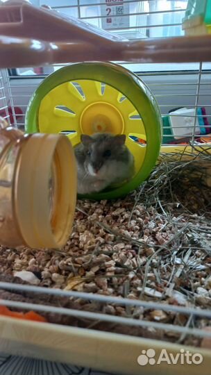 Хомяк в добрые руки