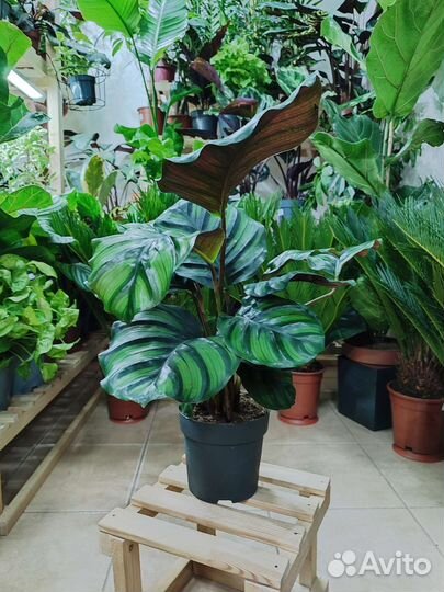 Калатея Fasciata