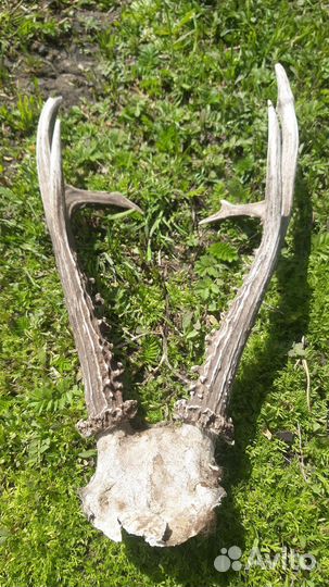 Рога косули