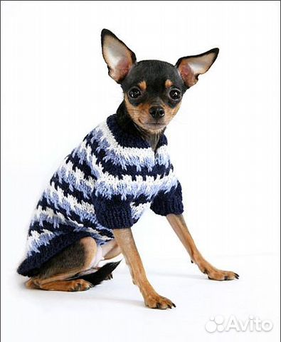 Одежда для Той Терьера