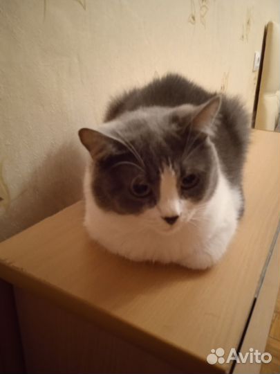 Отдам в добрые руки