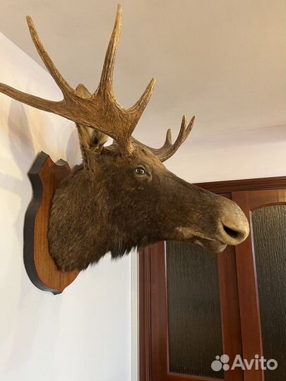 Чучело головы лося
