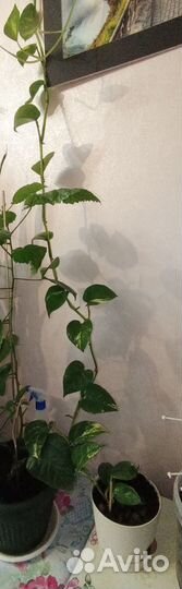 Эпипремнум золотистый