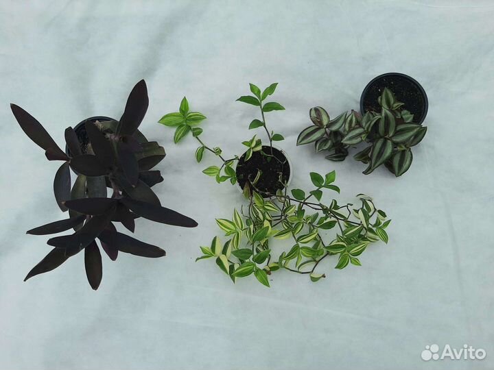 Традесканция. Разные сорта