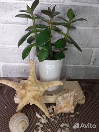 Комнатные растения от 50руб