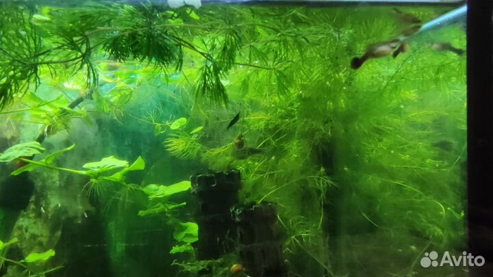 Растения для аквариума
