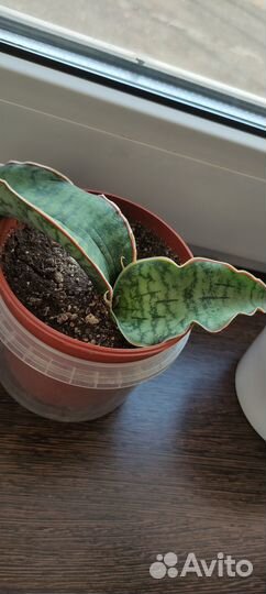 Комнатные цветы