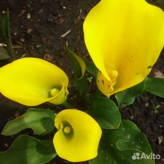 Каллы в ассортименте