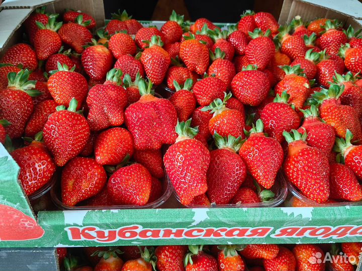 Клубника оптом