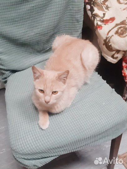 Бедный рыжий молодой кот ждёт свою семью