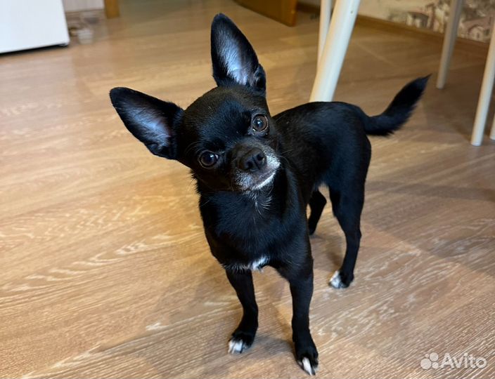 Вязка собак чихуахуа