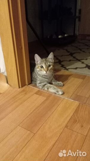 Европейская