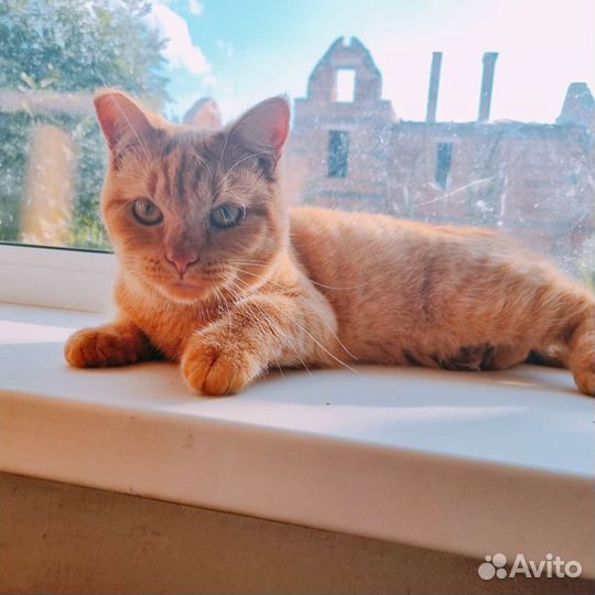 Кошечка 1 год в добрые руки