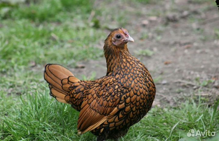 Сибрайт золото