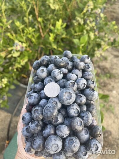 Голубика ягоды