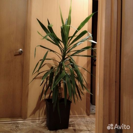 Комнатные цветы юкка