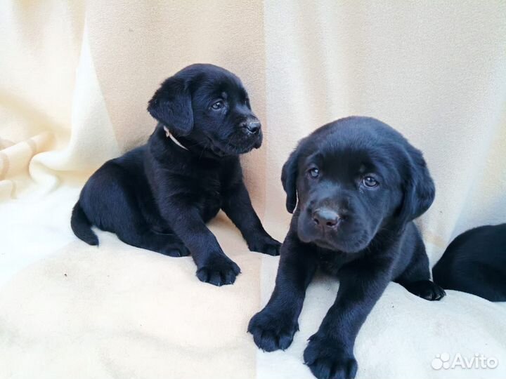 Щенки лабрадора