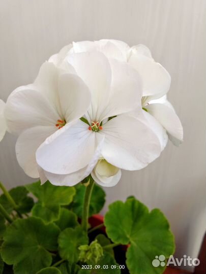 Пеларгония