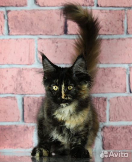 Мейн-кун красавица